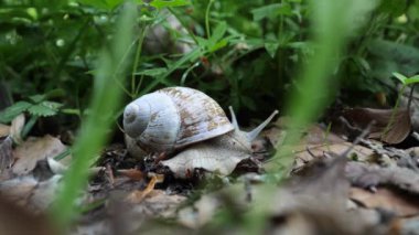 Yeşil gras ve çayırlarda sürünen zaman salyangozu, bulanık ön plan
