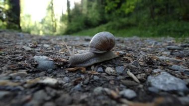 Real time snail crawls on a gravel street in a beautiful green forest, close-up