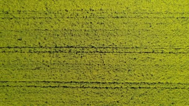 Aerial top down view over yellow canola and rapseed acre, dolly right — Wideo stockowe