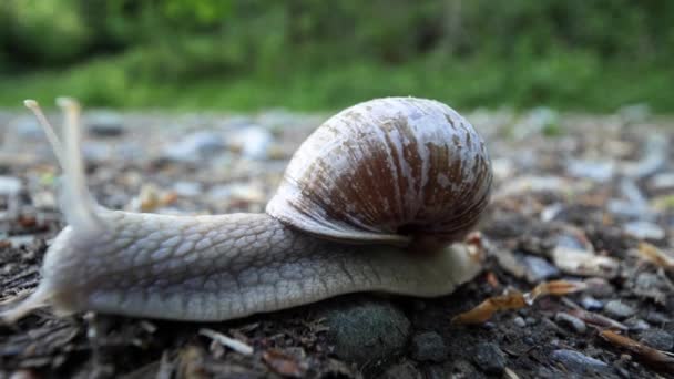 Timelapse wide angle shot snail crawling on a gravel road out of frame Videoclip
