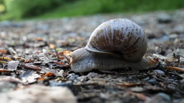 Close-up snail comes out of house and crawls to the left away on pebble. Stok Video