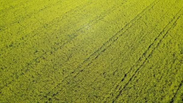 Космический полет над красивым семенем рапса и желтым полем канолы — стоковое видео