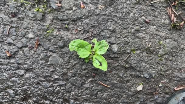 Green plant fights through asphalt street, concept nature against humanity Royaltyfri Stockvideo