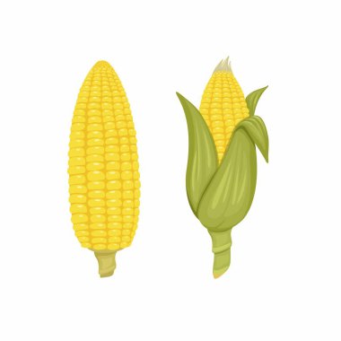 Mısır sebzesi bütünü ve soyulmuş çizgi film çizim vektörü