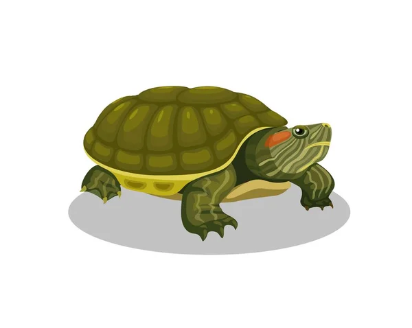 Brazilian Turtle Amphibian Animal Cartoon Illustration Vector - Stok Vektor