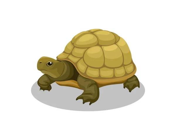 Turtle Amphibian Animal Cartoon Illustration Vector — 스톡 벡터