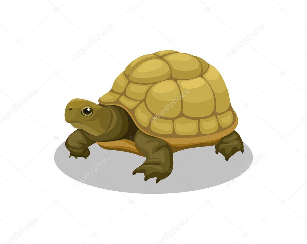 Turtle amphibian animal cartoon illustration vector