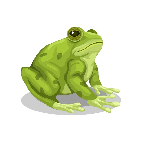 Frog Sitting Animal Species Cartoon Illustration Vector — Vector de stock