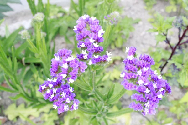 flower, a dried flower of a purple flower