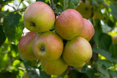  Many ripe red apples on a branch in an apple orchard in summetime