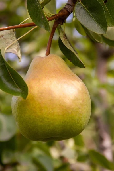 One ripe pear on a tree branch in the garden at summertime