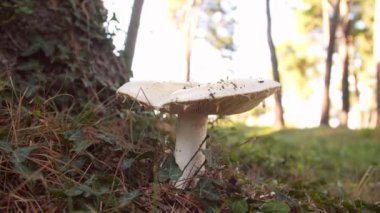 Yeşil bitki örtüsünün arka planına karşı ormanda beyaz mantar. Şaşırtıcı russula vahşi doğada mantarlarla yetişiyor. yumuşak odak