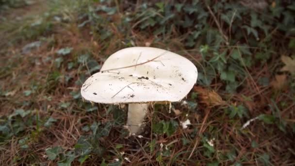 Cogumelo Branco Floresta Contra Fundo Vegetação Verde Incrível Russula Cresce — Vídeo de Stock