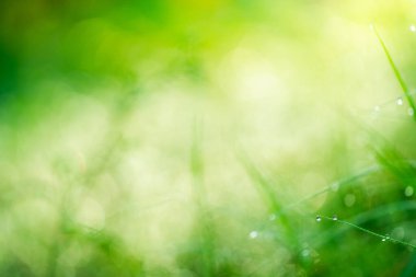 Green abstract blur beautiful bokeh light ,Summer sunlight and a copy space background.