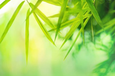 Beautiful nature background with green leaf bamboo on blurred greenery,copy space,in summer background.