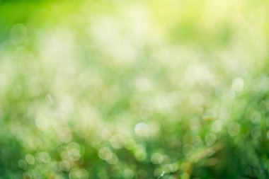 Green abstract blur beautiful bokeh light ,Summer sunlight and a copy space background.