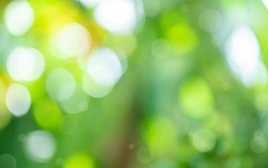 Green abstract blur beautiful bokeh light ,Summer sunlight and a copy space background.