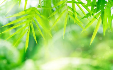 Beautiful nature background with green leaf bamboo on blurred greenery,copy space,in summer background.