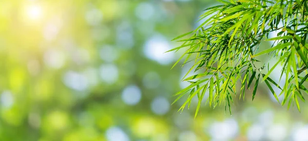 Beautiful Nature Background Green Leaf Bamboo Blurred Greenery Copy Space — Stockfoto