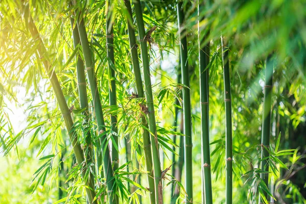 Bamboo Tree Green Nature Background Tropical Rainforest — 图库照片