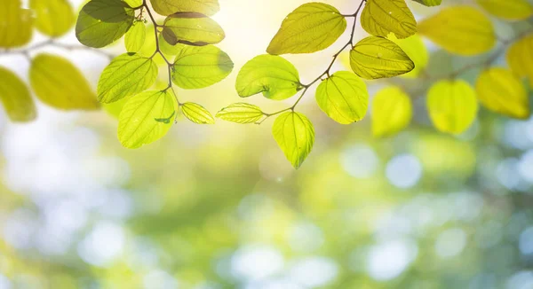 Beautiful Nature Background Green Leaf Blurred Greenery Copy Space Summer —  Fotos de Stock