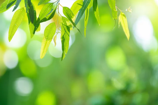 Beautiful Nature Background Green Leaf Eucalyptus Blurred Greenery Copy Space — Stockfoto