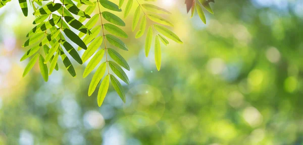 Beautiful Nature Background Green Leaf Blurred Greenery Copy Space Summer —  Fotos de Stock