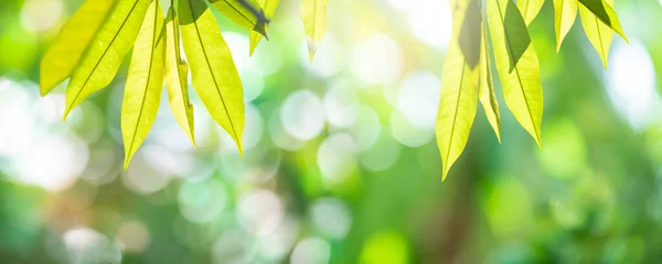 Beautiful Nature Background Green Leaf Blurred Greenery Copy Space Summer — ストック写真