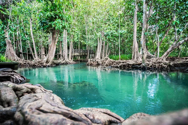Tropical Tree Roots Swamp Forest Flow Water Khlong Song Nam — Stock Fotó