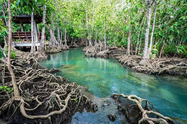 Tropical Tree Roots Swamp Forest Flow Water Khlong Song Nam — Fotografia de Stock