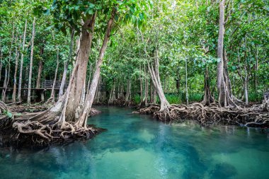 Tropical tree roots in swamp forest and flow water,Khlong Song Nam, Krabi ,Thailand.