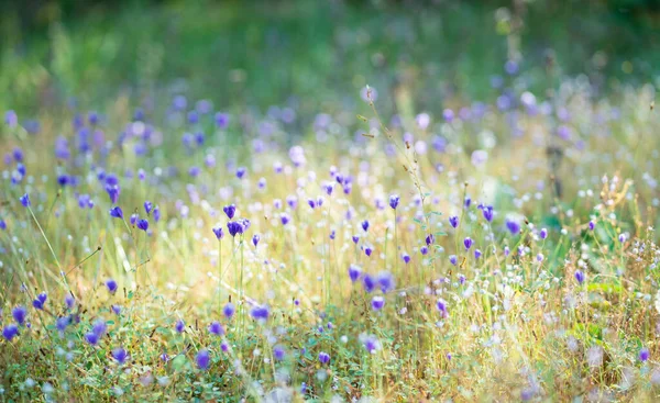 Field Wild Flowers Purple Flowers Flowers Background — Stockfoto