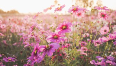 Pink cosmos flowers full blooming in the field.
