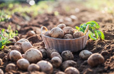fresh organic potatoes in a wicker basket in the field,harvesting potatoes from soil