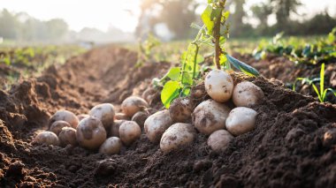 Tarlada taze organik patatesler, topraktan patates hasadı..