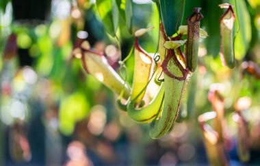 Nepenthes, tropical pitcher plants in tropical rainforest garden,or monkey cups.