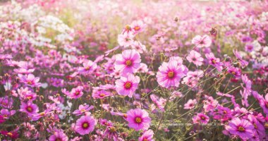 Pink cosmos flowers full blooming in the field.