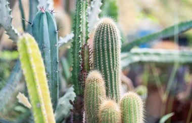 Cactus desert plant in pot in farm.