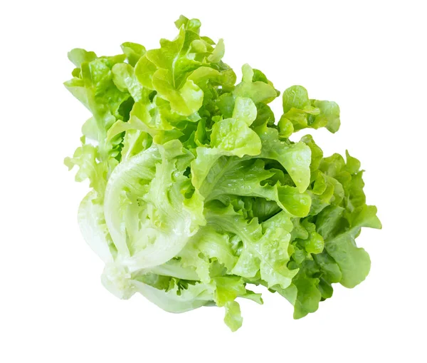 Fresh Green Oak Lettuce Isolated White Background Clipping Path — Stock Photo, Image