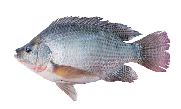 Nil Tilapia Fische Isoliert Auf Weißem Hintergrund Mit Clipping Path — Stockfoto