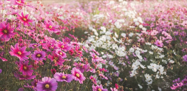 Pink Cosmos Flowers Full Blooming Field Sunrises —  Fotos de Stock
