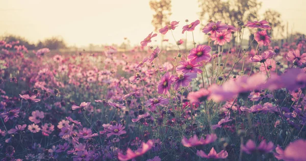 Pink Cosmos Flowers Full Blooming Field Sunrises — Stockfoto