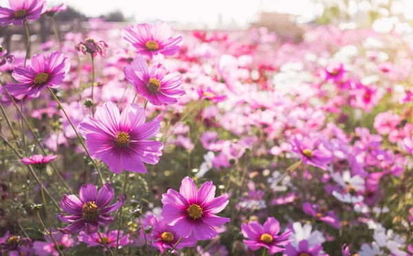 Pink Cosmos Flowers Full Blooming Field —  Fotos de Stock