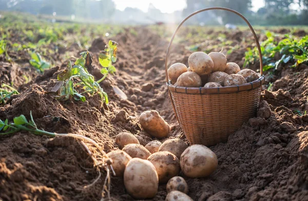 Fresh Organic Potatoes Bamboo Basket Field Harvesting Potatoes Soil — Photo