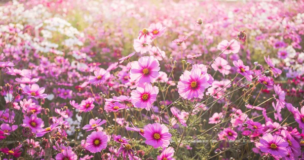 Pink Cosmos Flowers Full Blooming Field — Stockfoto
