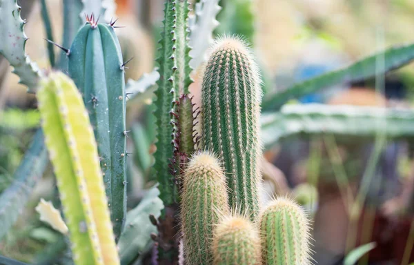 Cactus Desert Plant Pot Farm — Stock Fotó