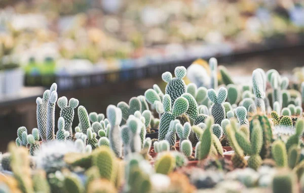 Cactus Plante Désert Pot — Photo