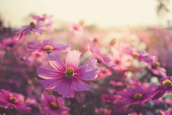 Pink Cosmos Flowers Full Blooming Field Sunrises Immagine Stock