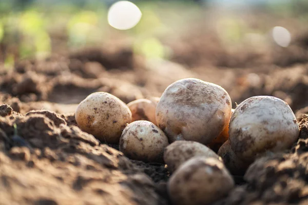 fresh organic potatoes in the field,harvesting potatoes from soil.