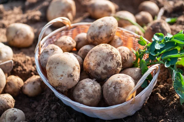 Fresh Organic Potatoes Wicker Basket Field Harvesting Potatoes Soil — Zdjęcie stockowe